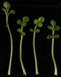 Cardamine eminentia. Rosette leaves.
 Image: P.B. Heenan © Landcare Research 2019 CC BY 3.0 NZ
